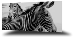 tutorial carousel gallery flash mac Free Flash Intro
